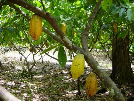 Cacaueiros